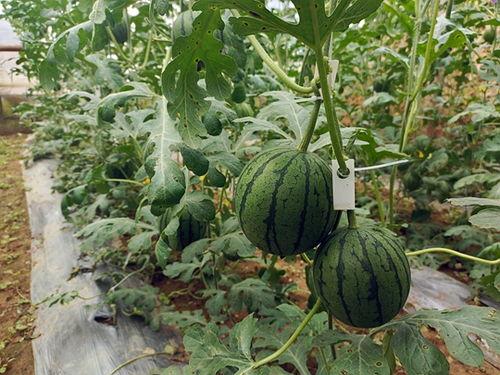 五一吃瓜全网最快的吃瓜平台  第2张