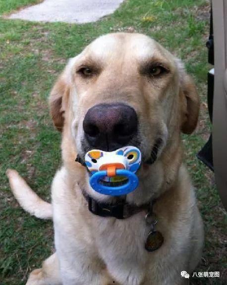 娱乐吃瓜酱狗戴上假牙  第3张